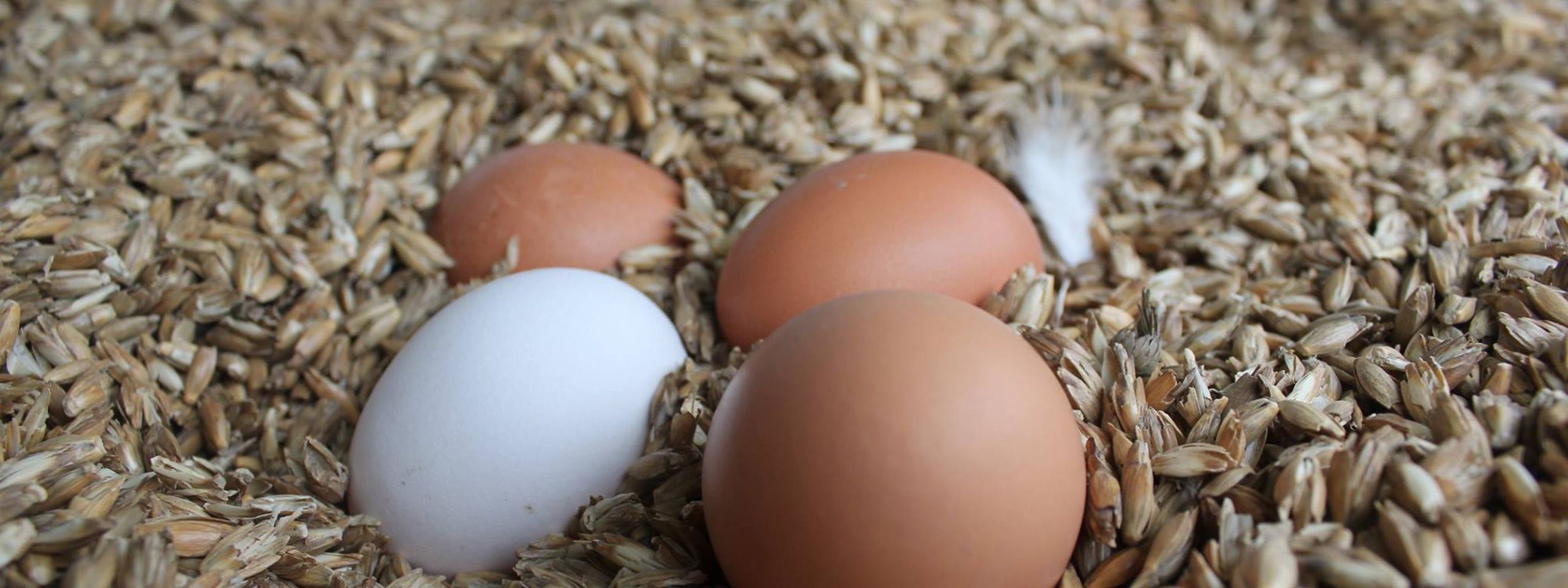 Hühnereier im Spelzennest