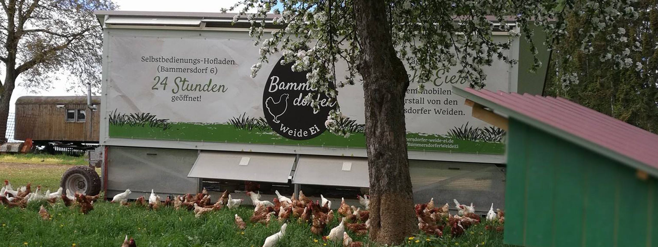 Hühner auf der Wiese vor dem mobilen Hühnerstall