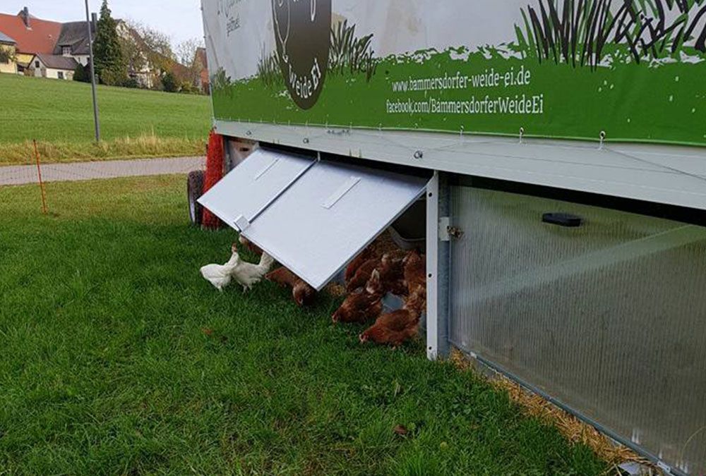 Hühner laufen durch die Auslaufklappe vom Hühnerstall auf die Wiese